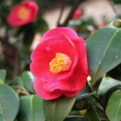 Korean Fire Camellia Shrub 6 Korean Fire Camellia Shrub -Flowering Trees Sales Korean Fire Camellia 5 FGT