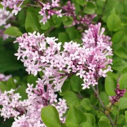 Dwarf Korean Lilac Shrub 5 Dwarf Korean Lilac Shrub -Flowering Trees Sales Korean Lilac 2