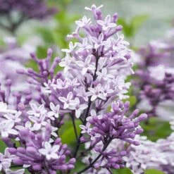 Dwarf Korean Lilac Tree 8 Dwarf Korean Lilac Tree -Flowering Trees Sales Korean Lilac Tree 2 BB