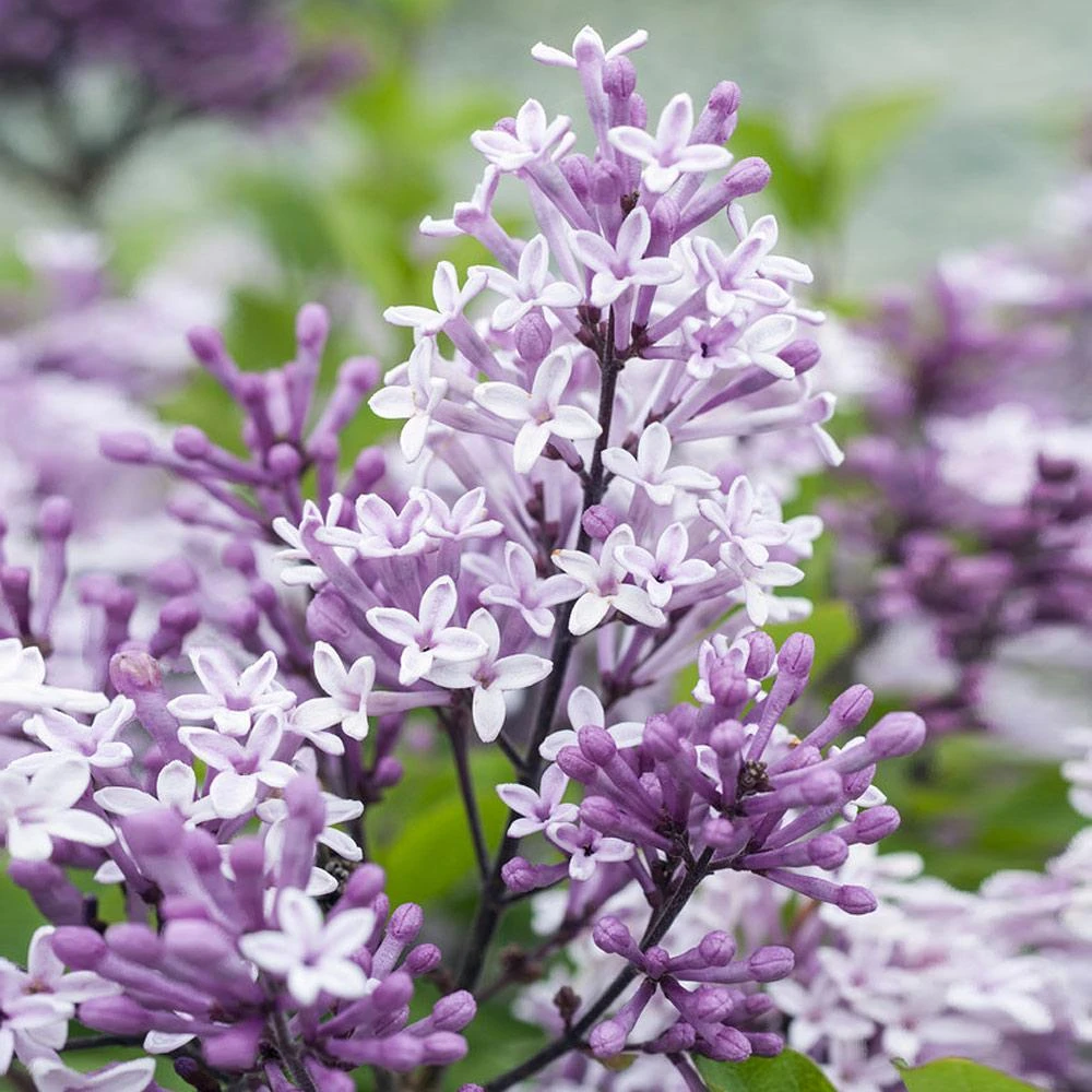 Dwarf Korean Lilac Tree 3 Dwarf Korean Lilac Tree - Image 3