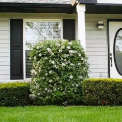 Korean Spice Viburnum Shrub -Flowering Trees Sales Korean Spice Viburnum 1