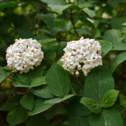Korean Spice Viburnum Shrub -Flowering Trees Sales Korean Spice Viburnum 3