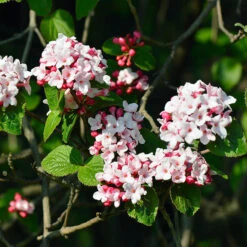Korean Spice Viburnum Shrub