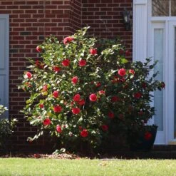 Kramers Camellia Shrub -Flowering Trees Sales Kramers Camellia FGT 5