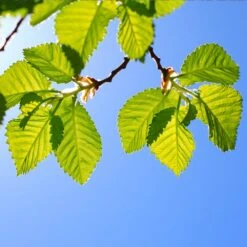 Lacebark Chinese Elm Tree -Flowering Trees Sales Lacebark Chinese Elm 1 FGT