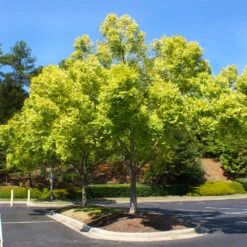 Lacebark Chinese Elm Tree -Flowering Trees Sales Lacebark Chinese Elm 5 FGT