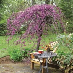 Lavender Twist® Weeping Redbud Tree 6 Lavender Twist® Weeping Redbud Tree -Flowering Trees Sales Lavender Twist Redbud 1