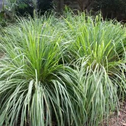 Lemon Grass Plant (Cymbopogon Citratus) -Flowering Trees Sales Lemon Grass 4