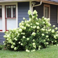 Limelight Hydrangea Shrub 11 Limelight Hydrangea Shrub -Flowering Trees Sales Limelight Hydrangea 4 FGT