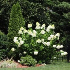 Limelight Hydrangea Shrub 10 Limelight Hydrangea Shrub -Flowering Trees Sales Limelight Hydrangea 5 FGT