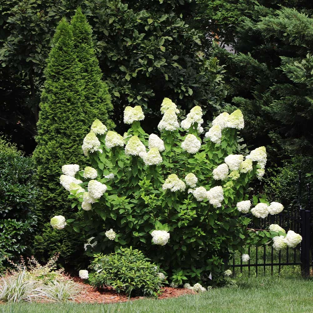 Limelight Hydrangea Shrub 4 Limelight Hydrangea Shrub - Image 4
