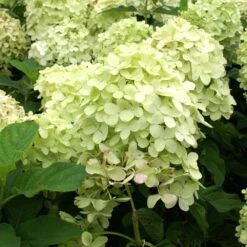 Limelight Hydrangea Tree 9 Limelight Hydrangea Tree -Flowering Trees Sales Limelight Hydrangea Tree 4 FGT