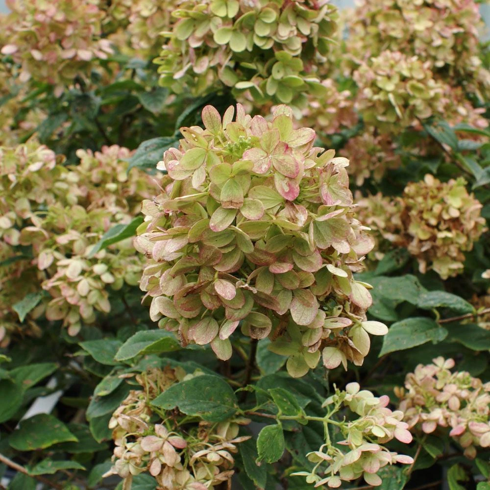 Limelight Hydrangea Tree 5 Limelight Hydrangea Tree - Image 5