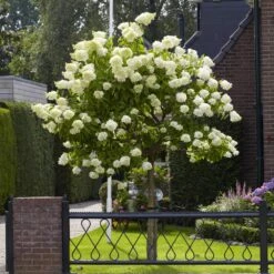 Limelight Hydrangea Tree 8 Limelight Hydrangea Tree -Flowering Trees Sales Limelight Hydrangea Tree 6 FGT