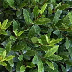Little Ragu® Sweet Bay Shrub 6 Little Ragu® Sweet Bay Shrub -Flowering Trees Sales Little Ragu Sweet Bay 2
