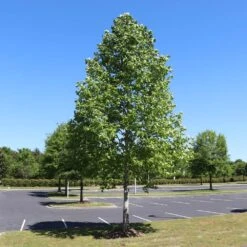 Tulip Poplar 'Little Volunteer' 9 Tulip Poplar 'Little Volunteer' -Flowering Trees Sales Little Volunteer Poplar 1