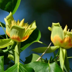 Tulip Poplar 'Little Volunteer' 7 Tulip Poplar 'Little Volunteer' -Flowering Trees Sales Little Volunteer Poplar 2
