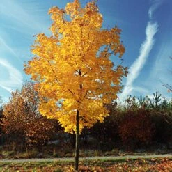 Tulip Poplar 'Little Volunteer' 8 Tulip Poplar 'Little Volunteer' -Flowering Trees Sales Little Volunteer Poplar 3