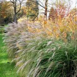 Little Kitten Maiden Grass 5 Little Kitten Maiden Grass -Flowering Trees Sales Little kitten Madien Grass 1