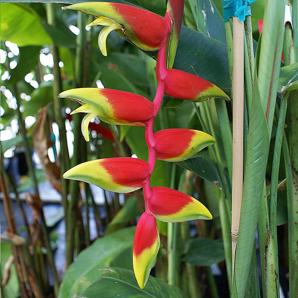 Lobster Claw Plant 3 Lobster Claw Plant - Image 3