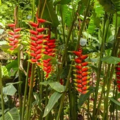 Lobster Claw Plant 8 Lobster Claw Plant -Flowering Trees Sales Lobster Claw 7 FGT