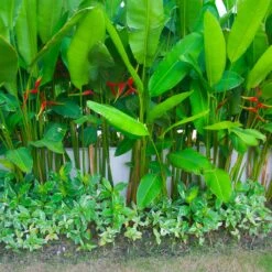 Lobster Claw Plant 9 Lobster Claw Plant -Flowering Trees Sales Lobster Claw 9