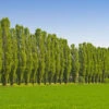 Lombardy Poplar Tree