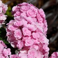 Love Hydrangea 5 Love Hydrangea -Flowering Trees Sales Love Hydrangea 2 FGT