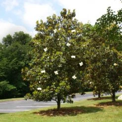 Little Gem Magnolia Tree 7 Little Gem Magnolia Tree -Flowering Trees Sales Lttle Gem Magnolia 4