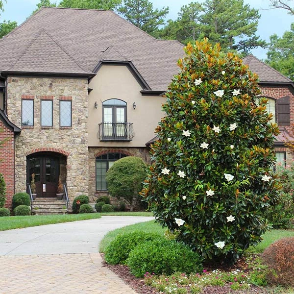 Little Gem Magnolia Tree 1 Little Gem Magnolia Tree