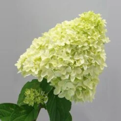 Magical® Candle Hydrangea Shrub -Flowering Trees Sales Magical Candle 2