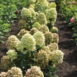 Magical® Candle Hydrangea Shrub -Flowering Trees Sales Magical Candle 3
