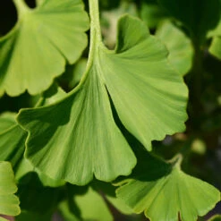 Ginkgo Biloba 'Mariken' Tree 11 Ginkgo Biloba 'Mariken' Tree -Flowering Trees Sales Mairken Ginkgo 4 FGT
