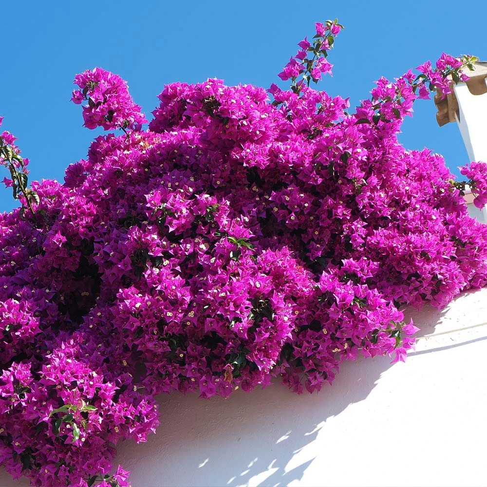 Majestic Purple Bougainvillea 2 Majestic Purple Bougainvillea - Image 2