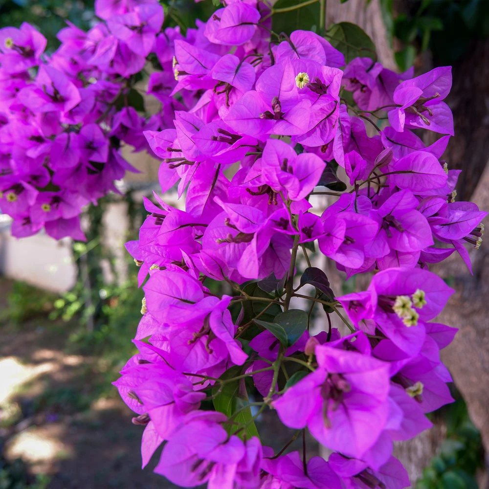 Majestic Purple Bougainvillea 3 Majestic Purple Bougainvillea - Image 3