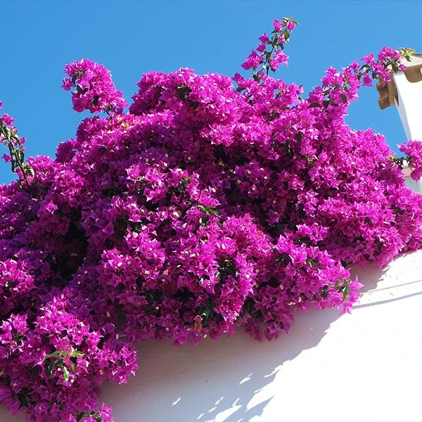 Majestic Purple Bougainvillea 1 Majestic Purple Bougainvillea