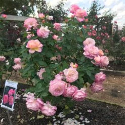 Marc Chagall™ Rose 5 Marc Chagall™ Rose -Flowering Trees Sales Marc Chagall