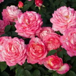 Marc Chagall™ Rose Tree -Flowering Trees Sales Marc Chagall Standard 3