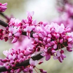 Merlot Redbud Tree 7 Merlot Redbud Tree -Flowering Trees Sales Merlot Redbud 2