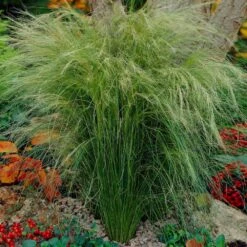 Mexican Feather Grass 8 Mexican Feather Grass -Flowering Trees Sales Mexican Feather Grass 5