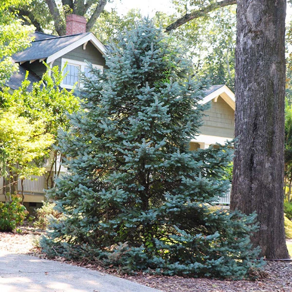 Meyer Spruce Tree 1 Meyer Spruce Tree