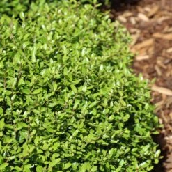 Micron® Holly Shrub 7 Micron® Holly Shrub -Flowering Trees Sales Micron Holly 4 FGT