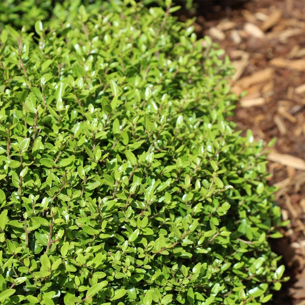Micron® Holly Shrub 3 Micron® Holly Shrub - Image 3