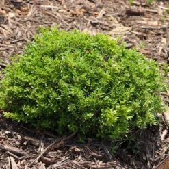 Micron® Holly Shrub 9 Micron® Holly Shrub -Flowering Trees Sales Micron Holly 8 FGT