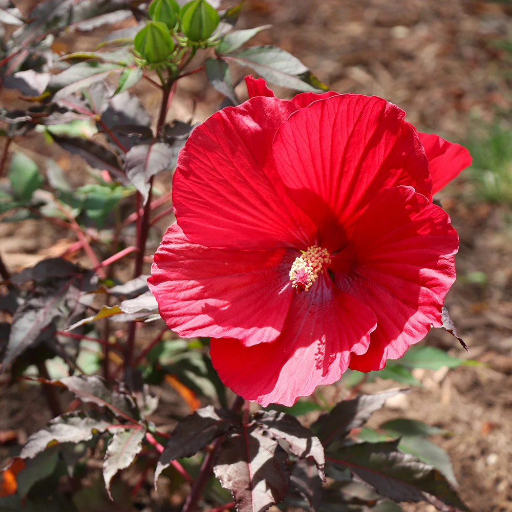 Midnight Marvel Hardy Hibiscus 5 Midnight Marvel Hardy Hibiscus - Image 5