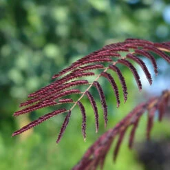 Chocolate Fountain™ Weeping Mimosa -Flowering Trees Sales Mimosa Chocolate Weeping 2