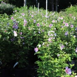 Minerva Rose Of Sharon Althea Shrub 9 Minerva Rose Of Sharon Althea Shrub -Flowering Trees Sales Minerva Rose of Sharon 1