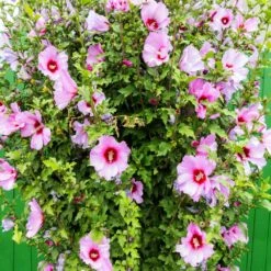 Minerva Rose Of Sharon Althea Shrub 7 Minerva Rose Of Sharon Althea Shrub -Flowering Trees Sales Minerva Rose of Sharon 3