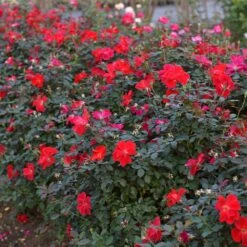 Miracle On The Hudson™ Rose 9 Miracle On The Hudson™ Rose -Flowering Trees Sales Miracle on the Hudson 4 FGT