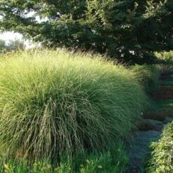 Miscanthus Gracillimus (Maiden Grass) 9 Miscanthus Gracillimus (Maiden Grass) -Flowering Trees Sales Miscanthus Gracillimus Maiden Grass 6
